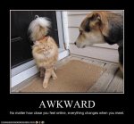 7cd92_funny-pictures-cat-and-dog-have-awkward-meeting.jpg