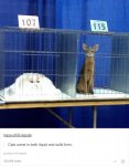 funny-tumblr-cats-35-5811ceaba5f2e__700.jpg