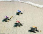 ninja-turtles-into-the-water_fullsize.jpg