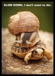 snail-riding-a-turtle.jpg