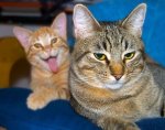 funny-cat-photobombs-104-58e38c75e0007__605.jpg