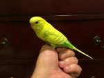 Sheldon 02.jpg