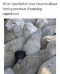 Sheepdog.jpg