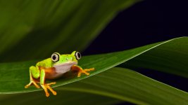 atreefrogisatreefrog_1000x563.jpg