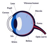 Human Eye Diagram, H.jpg