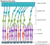 Human eye - Retina, .jpg