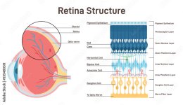 Retina Anatomy Under.jpg